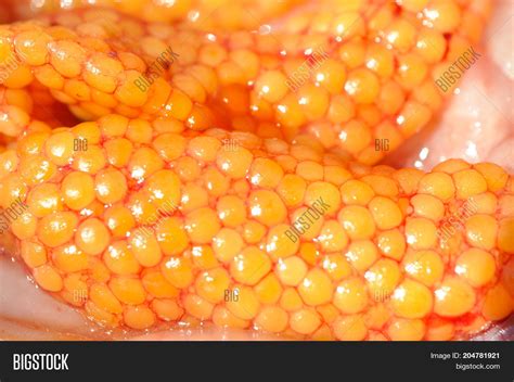 Fish Eggs .